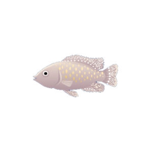 Wedding Cichlid